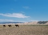Mongolie, terre nomade + Gobi - 6