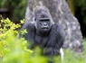 A la découverte du Zoo de Beauval - 3* - 17