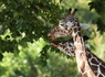 A la découverte du Zoo de Beauval - 3* - 24