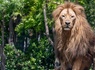 Aventurez-vous au ZooSafari de Thoiry le temps d'un week-end - 4* - 15
