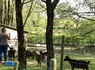 Camping Paradis - Domaine de Bellevue, 4* - 53