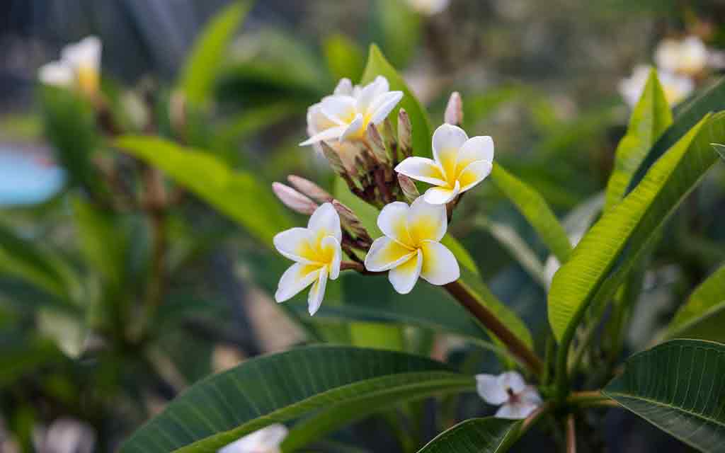 Hôtel Les Créoles 3* - 12