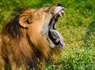 Aventurez-vous au ZooSafari de Thoiry le temps d'un week-end - 4* - 20