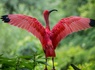 Aventurez-vous au ZooSafari de Thoiry le temps d'un week-end - 4* - 16