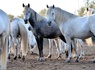 Séjour avec balade à cheval dans les paysages Camarguais - 3* - 16