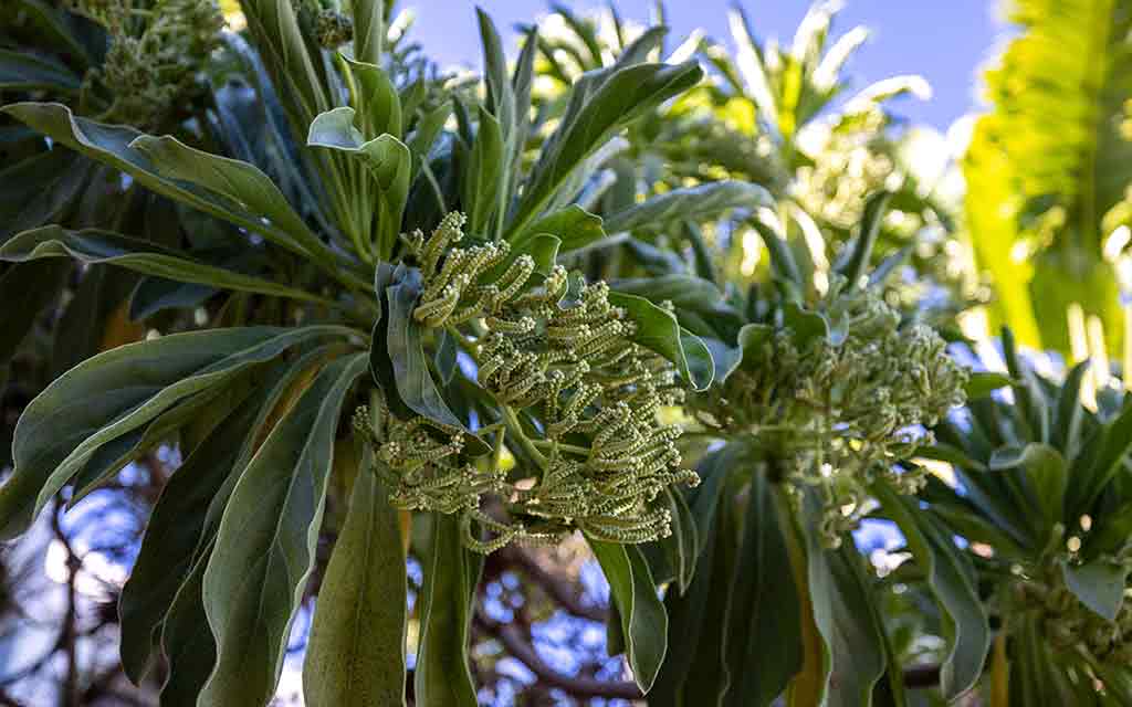 Hôtel Les Créoles 3* - 8
