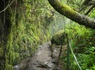 Circuit Ode verte à Madère Randonnées au fil des levadas et des forêts mystiques **** - 3