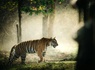 Circuit L'appel de la jungle : sur les traces du tigre du Bengale **** - 9