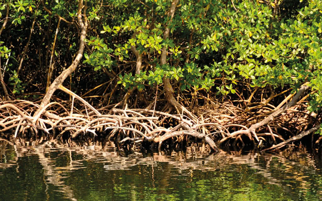 Circuit Guadeloupe : 5 Iles - 5 Ambiances - 5