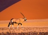 Périple au coeur des terres africaines, Namibie, Botswana, Zimbabwe - 7