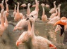 Aventurez-vous au ZooSafari de Thoiry le temps d'un week-end - 4* - 18