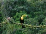 Autotour Entre volcans et forêts, l'âme du Costa Rica - 7