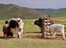 Circuit Immersion en Mongolie - Festival du Feutre et Yak - 10J/7N - 14