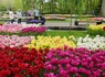 Découvrez Scheveningen et le Keukenhof en un week-end - 3* - 24