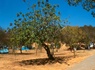 Camping Orbitur Valverde, 3* - 39