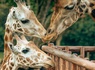 Aventurez-vous au ZooSafari de Thoiry le temps d'un week-end - 4* - 19