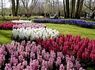 Découvrez Haarlem et visitez le Keukenhof ! - 4* - 1