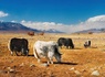 Mongolie, terre nomade + Gobi - 14
