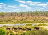 Splendeurs du Parc Kruger & Extension Chutes Victoria 13J/10N - 2026 - 15