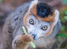 Aventurez-vous au ZooSafari de Thoiry le temps d'un week-end - 4* - 22