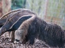 Aventurez-vous au ZooSafari de Thoiry le temps d'un week-end - 4* - 21