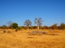 Circuit Sénégal, entre savane et plage du Framissima Riu Baobab ***** - 3