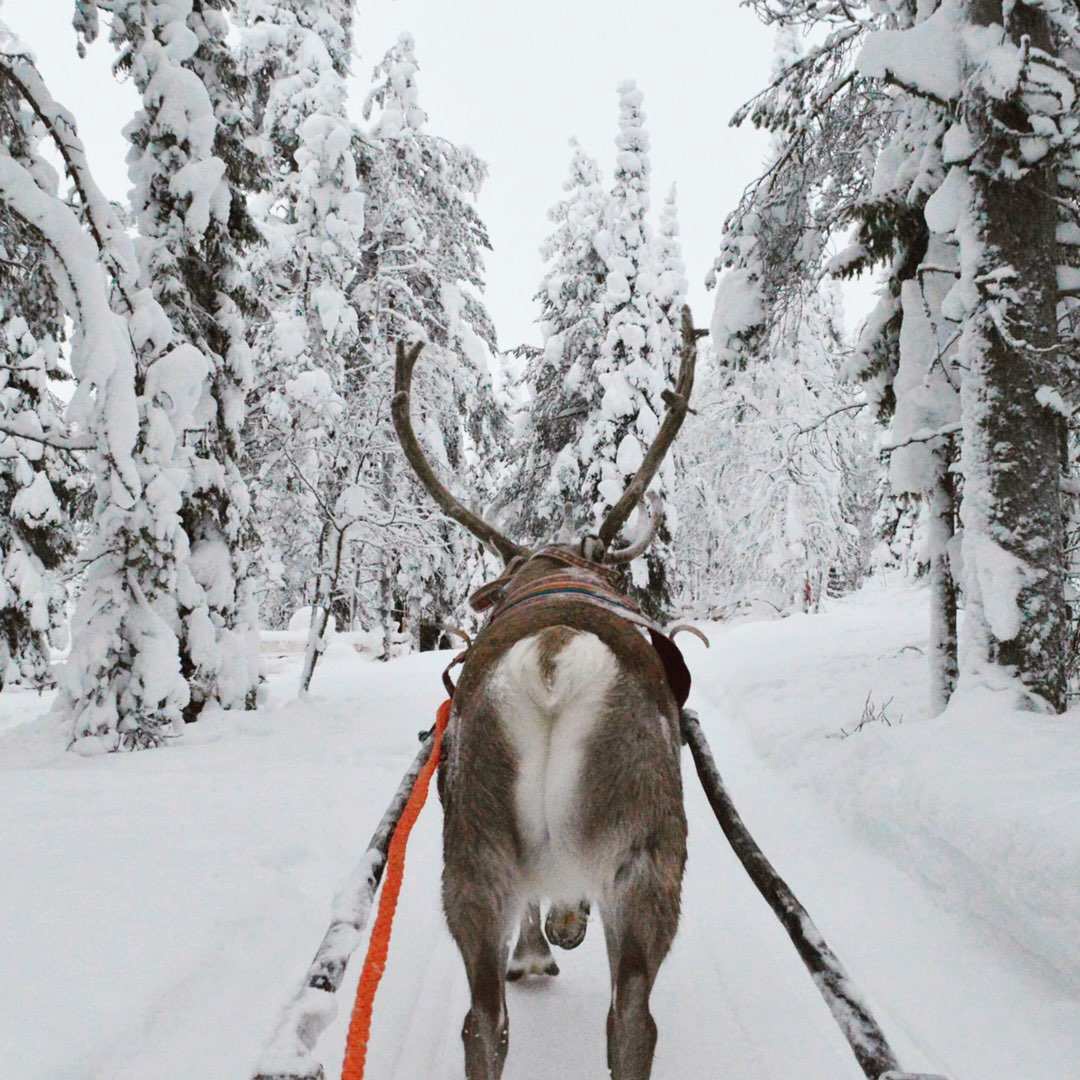 sejour-multi-activites-aux-chalets-suomutunturi