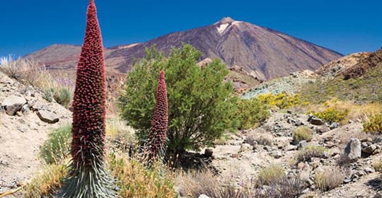 Tenerife Saveur Rando 4* - Tenerife Tenerife Saveur Rando 4* - Tenerife